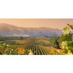 Borsolya x Color - Sauvignon Blanc stílusok