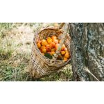 DOMAENE WACHAU Sárgabarack nektár 0,2l