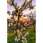 DOMAENE WACHAU Sárgabarack nektár 0,2l