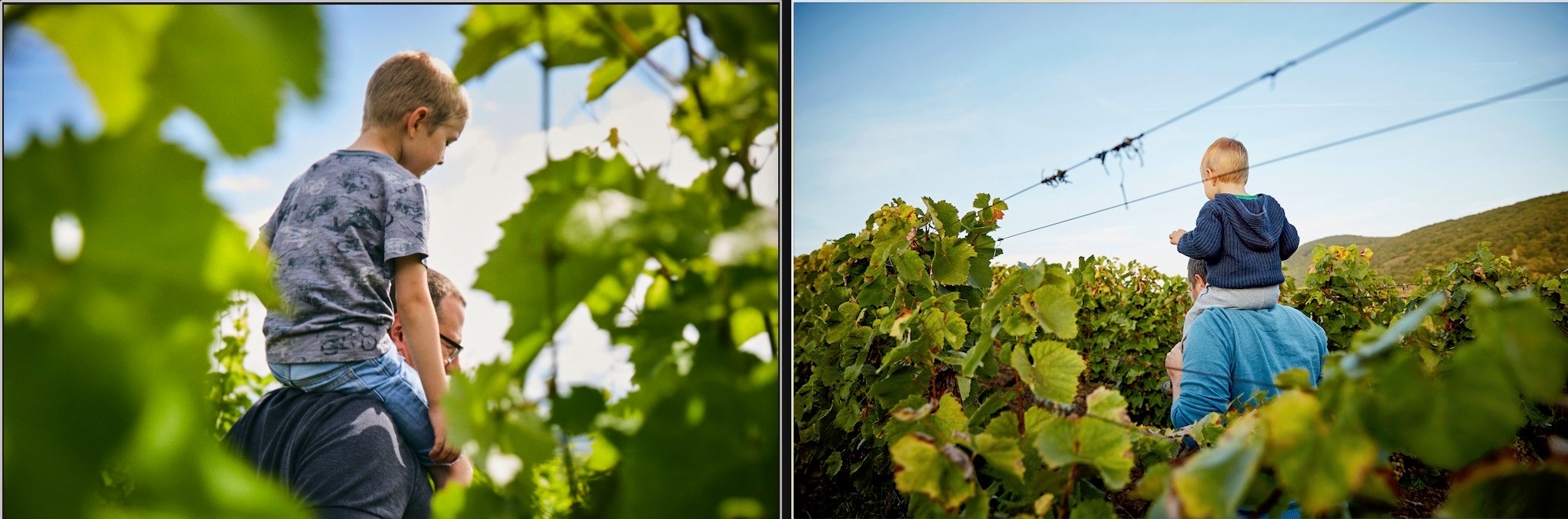 Gizella pincészet Szilágyi Láaszló