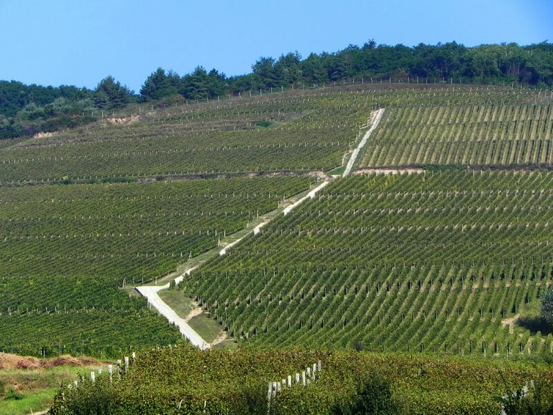 tokaj borrégió