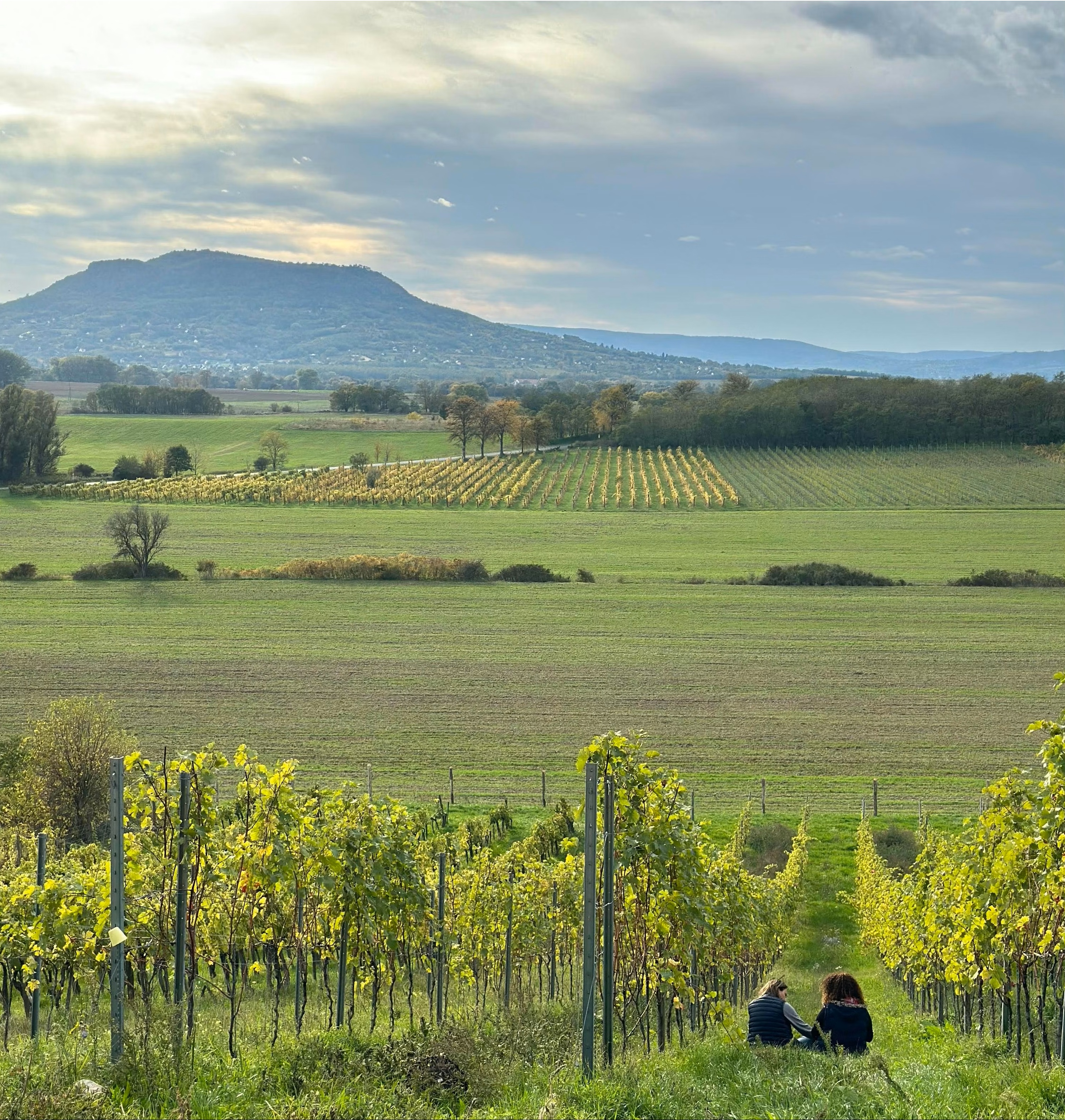 badacsony borvidék illés borászat